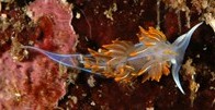 Nudibranch